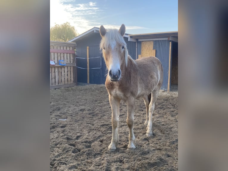 Haflinger Gelding 1 year 15 hh Chestnut-Red in Borna