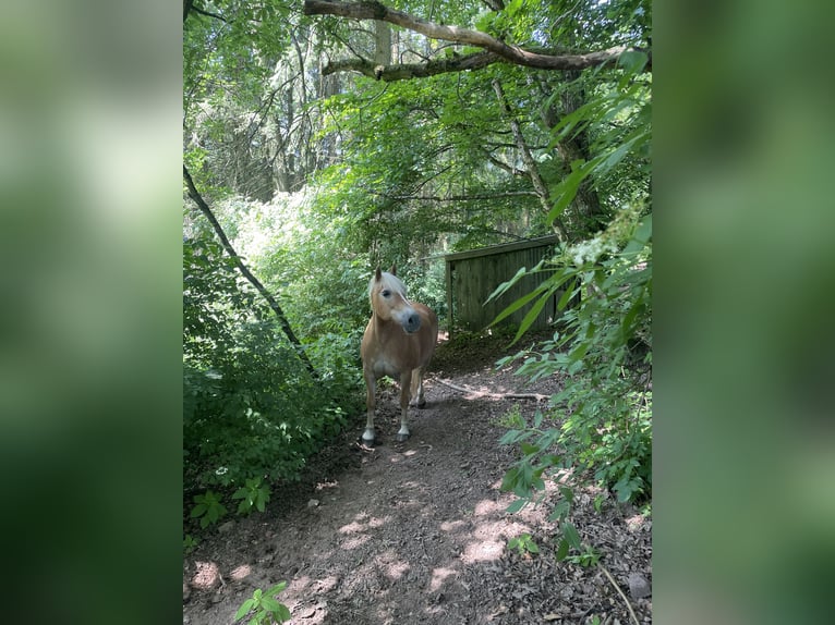 Haflinger Gelding 20 years 13.2 hh Chestnut-Red in Haina (Kloster)