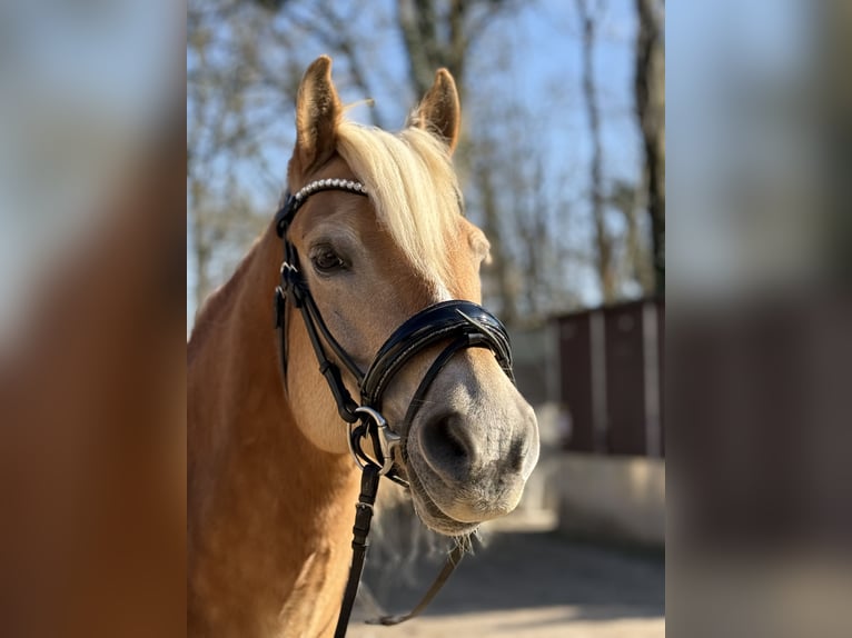 Haflinger Gelding 20 years 14.2 hh  in Neuss