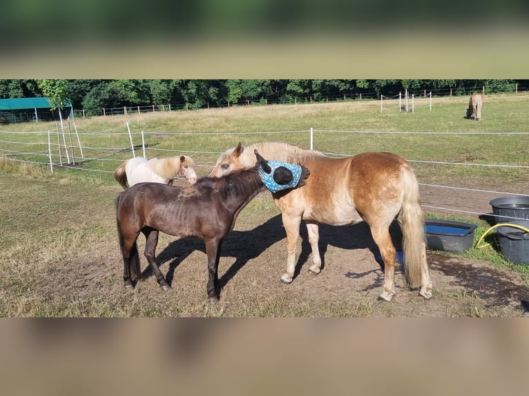Haflinger Gelding 20 years 14,1 hh Chestnut-Red in Rheine