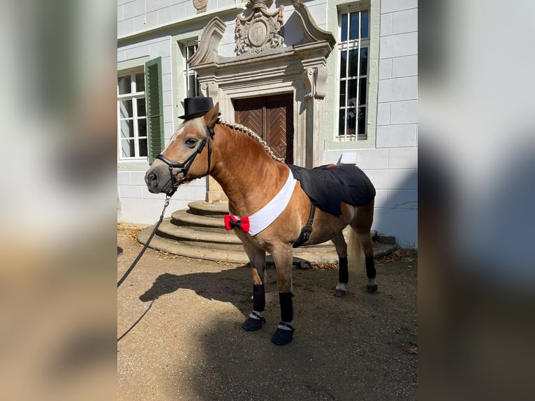 Haflinger Gelding 20 years 14,1 hh Chestnut-Red in Rheine