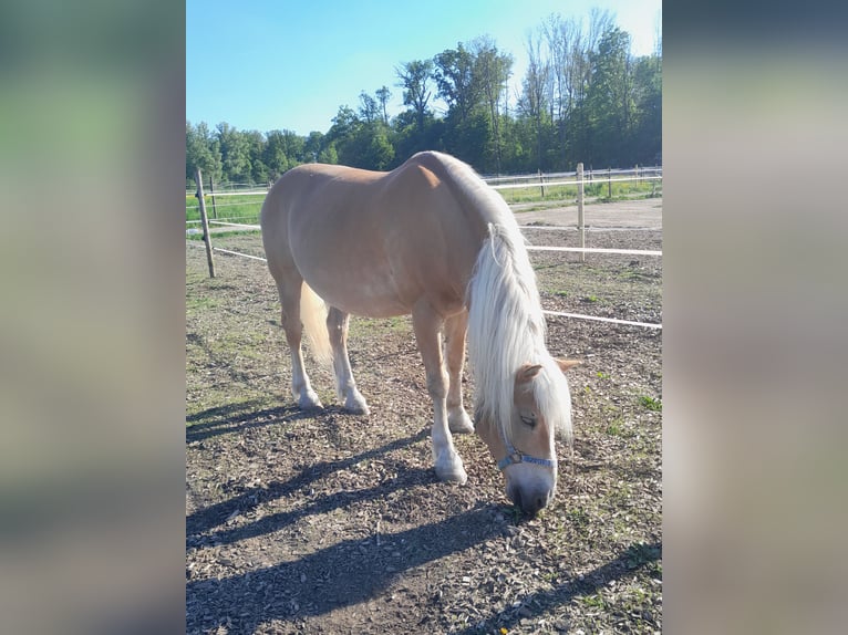 Haflinger Gelding 20 years 14,2 hh Chestnut-Red in Ditzingen