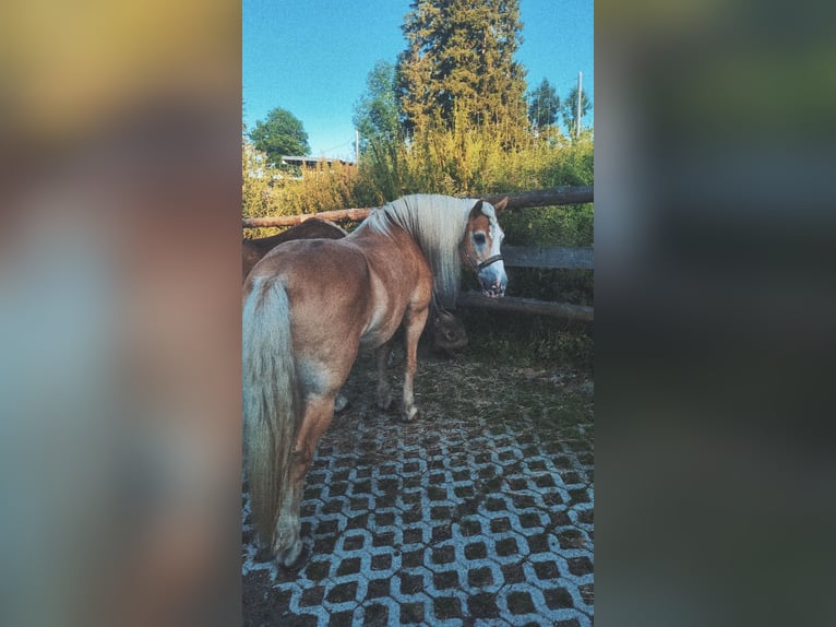 Haflinger Gelding 21 years 14,1 hh in Nesselwang