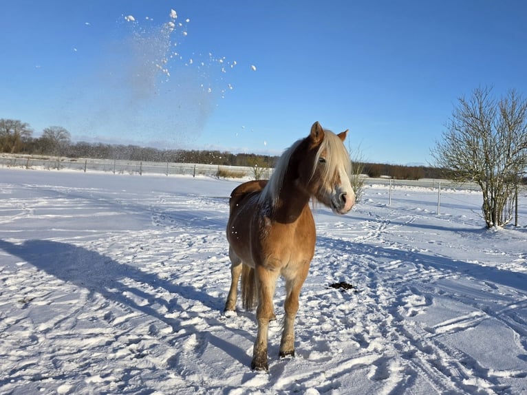 Haflinger Gelding 21 years 14,2 hh Chestnut-Red in Süderholz