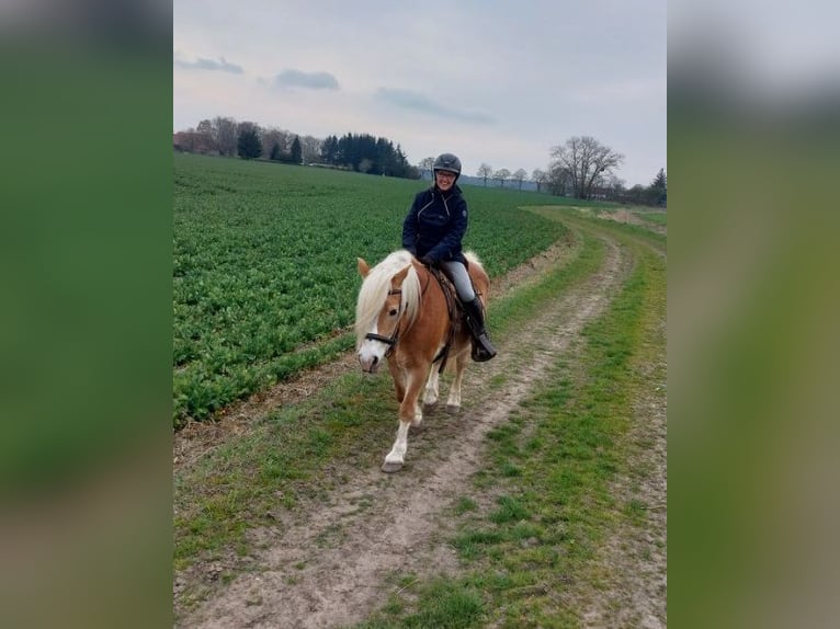 Haflinger Gelding 21 years 14,2 hh Chestnut-Red in Süderholz