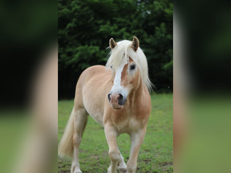 Haflinger Gelding 21 years 15.1 hh Chestnut-Red in Riegersburg