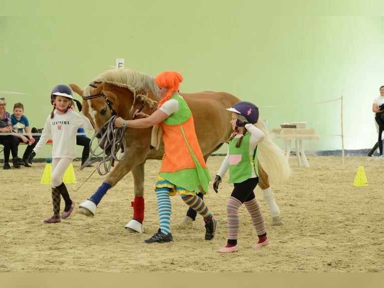 Haflinger Gelding 21 years 15,1 hh Palomino in Žalec