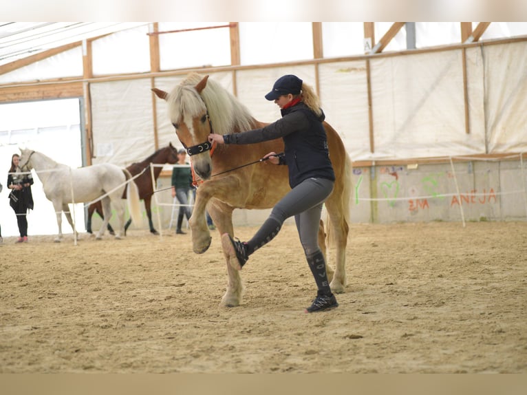 Haflinger Gelding 21 years 15,1 hh Palomino in Žalec