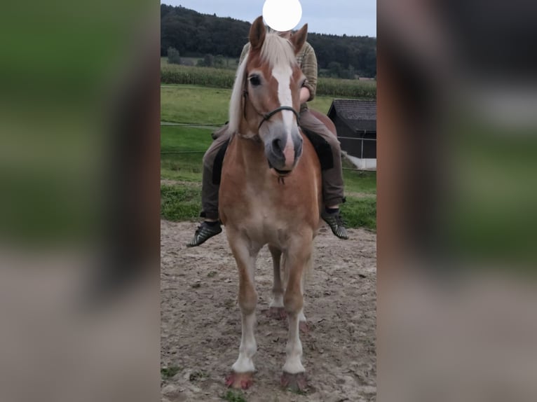 Haflinger Gelding 22 years 14.1 hh Chestnut-Red in Hagen am Teutoburger Wald