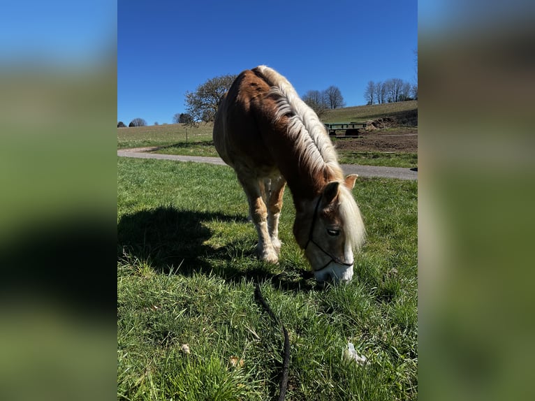Haflinger Gelding 22 years 14.1 hh Chestnut-Red in Heinrichsthal