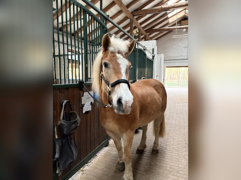 Haflinger Gelding 22 years 14 hh Chestnut-Red in Falkenhagen Mark