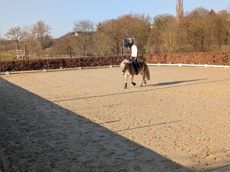 Haflinger Gelding 22 years 14,1 hh Chestnut-Red in Geseke
