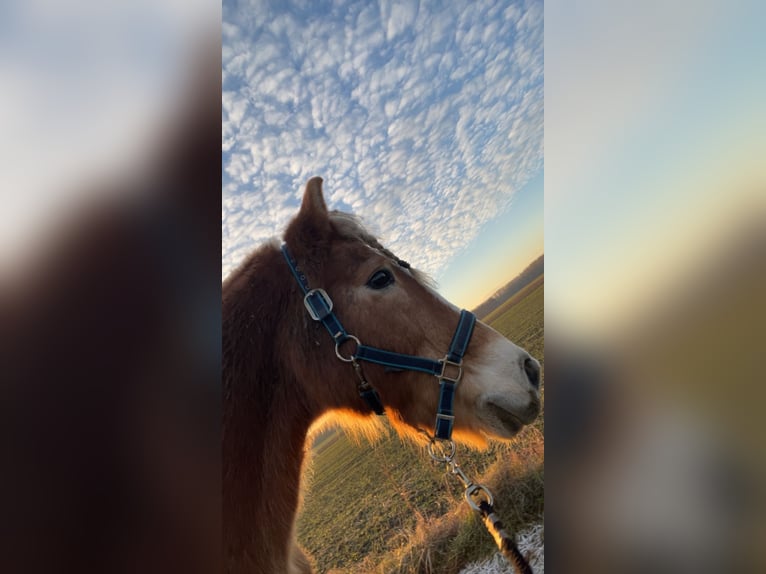 Haflinger Gelding 23 years 14,1 hh in Jettsdorf