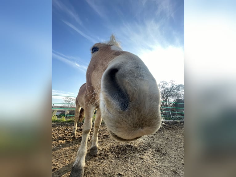 Haflinger Gelding 23 years 14,1 hh in Jettsdorf
