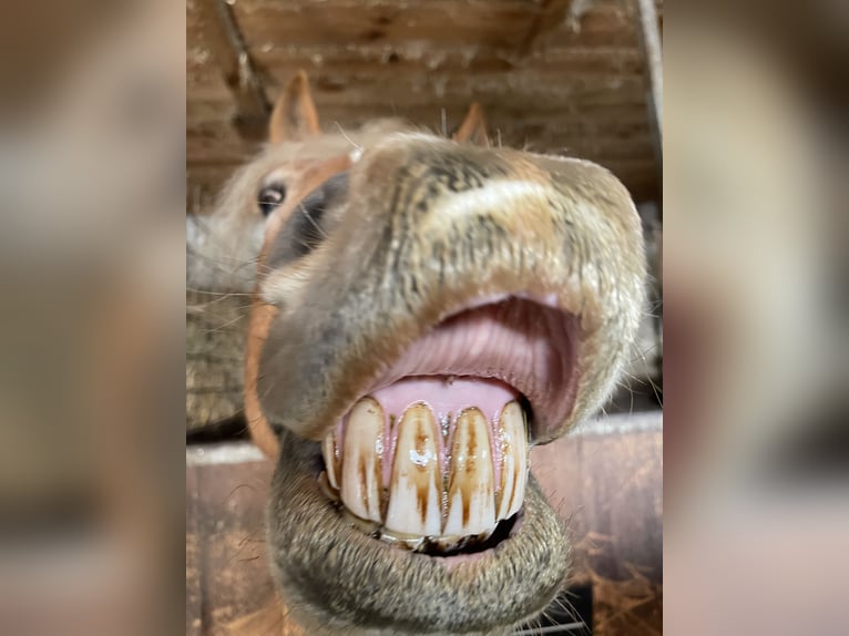 Haflinger Gelding 23 years 14,1 hh in Jettsdorf