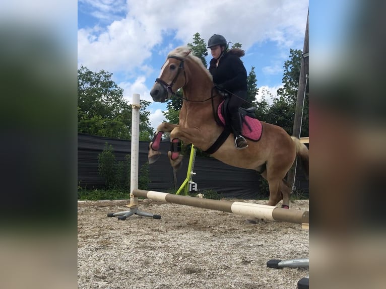 Haflinger Gelding 23 years 14,1 hh in Jettsdorf