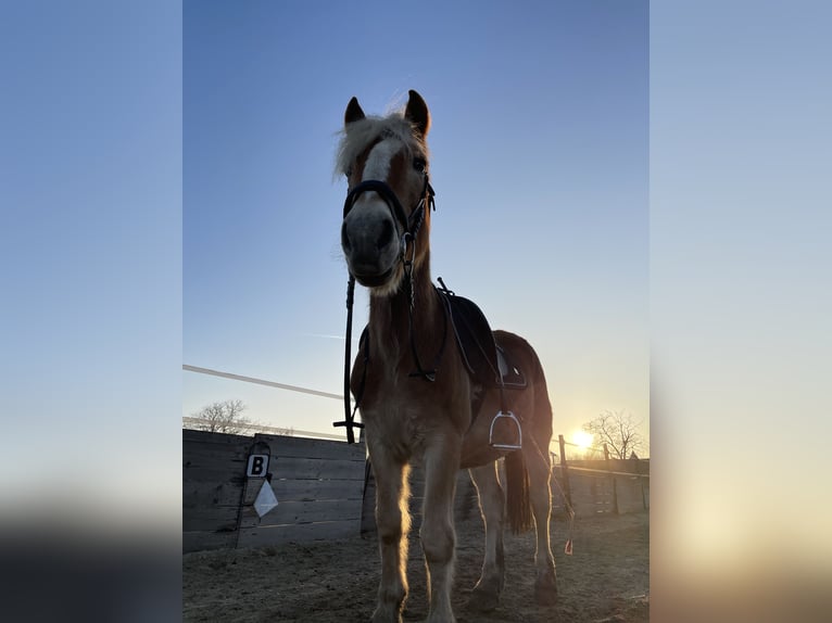 Haflinger Gelding 23 years 14,1 hh in Jettsdorf