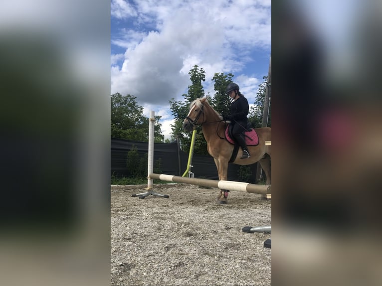 Haflinger Gelding 23 years 14,1 hh in Jettsdorf