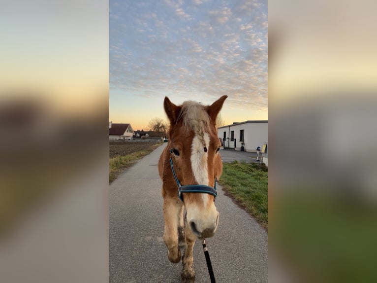 Haflinger Gelding 23 years 14,1 hh in Jettsdorf