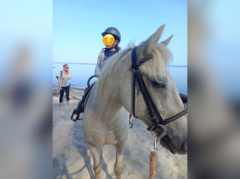 Haflinger Mix Gelding 24 years 14,2 hh in Greifswald