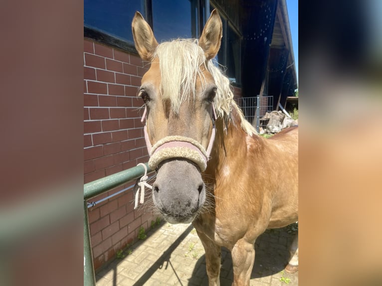 Haflinger Gelding 24 years 15 hh Brown in Garbsen