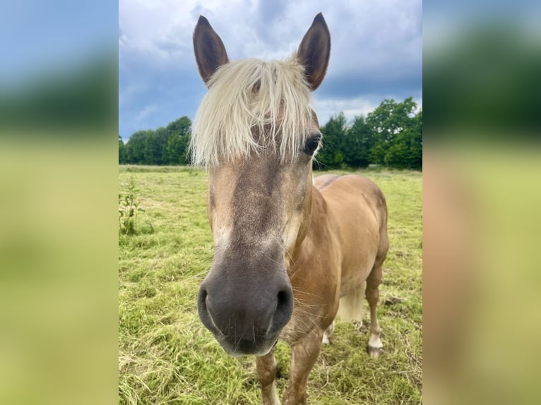 Haflinger Gelding 24 years 15 hh Brown in Garbsen