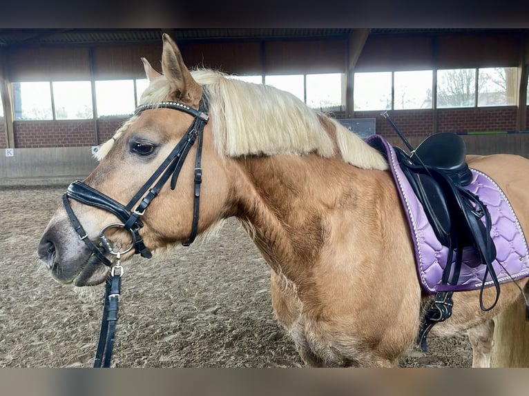 Haflinger Gelding 24 years 15 hh Brown in Garbsen