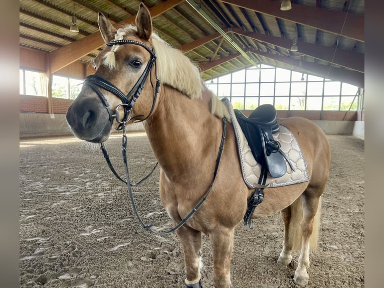 Haflinger Gelding 24 years 15 hh Brown in Garbsen