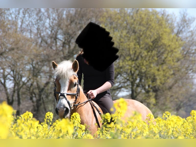 Haflinger Mix Gelding 26 years 13.2 hh Chestnut-Red in Schalkholz