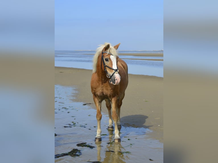 Haflinger Mix Gelding 26 years 13.2 hh Chestnut-Red in Tellingstedt