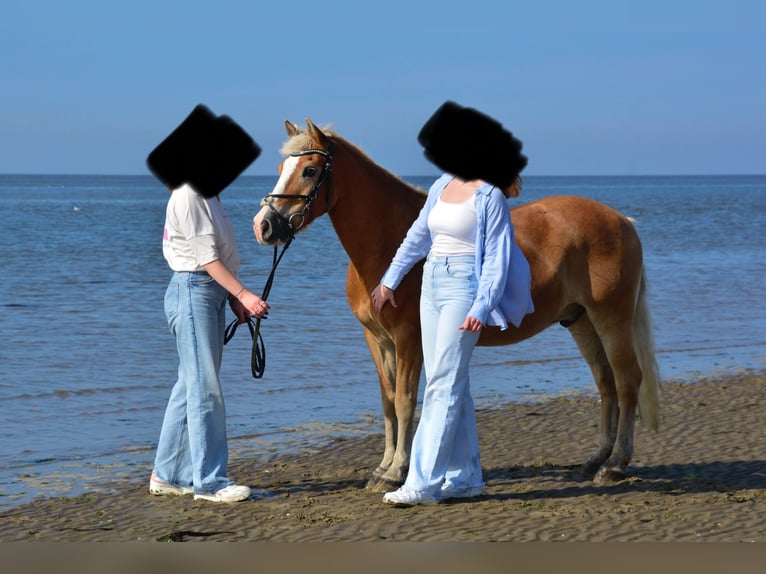 Haflinger Mix Gelding 26 years 13,2 hh Chestnut-Red in Tellingstedt