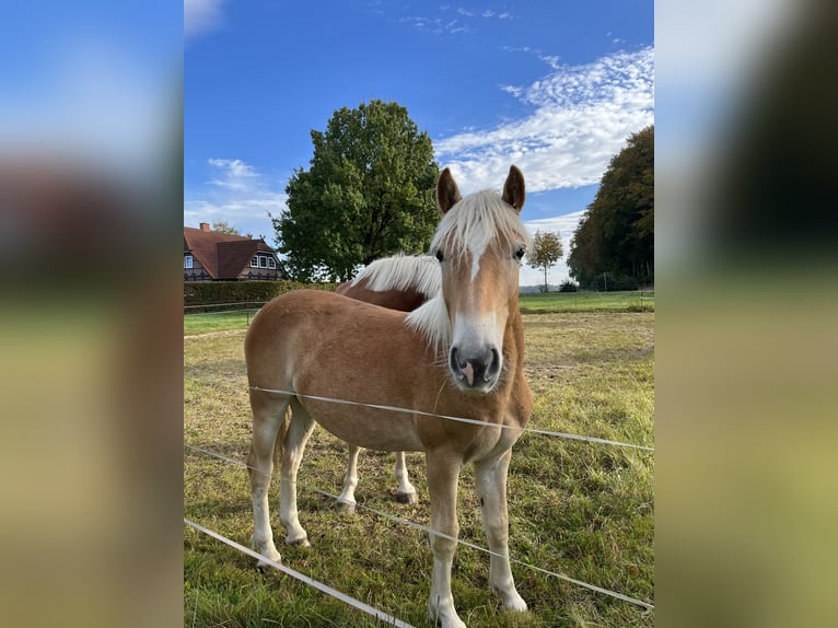 Haflinger Gelding 2 years 12,3 hh Chestnut-Red in Schneverdingen