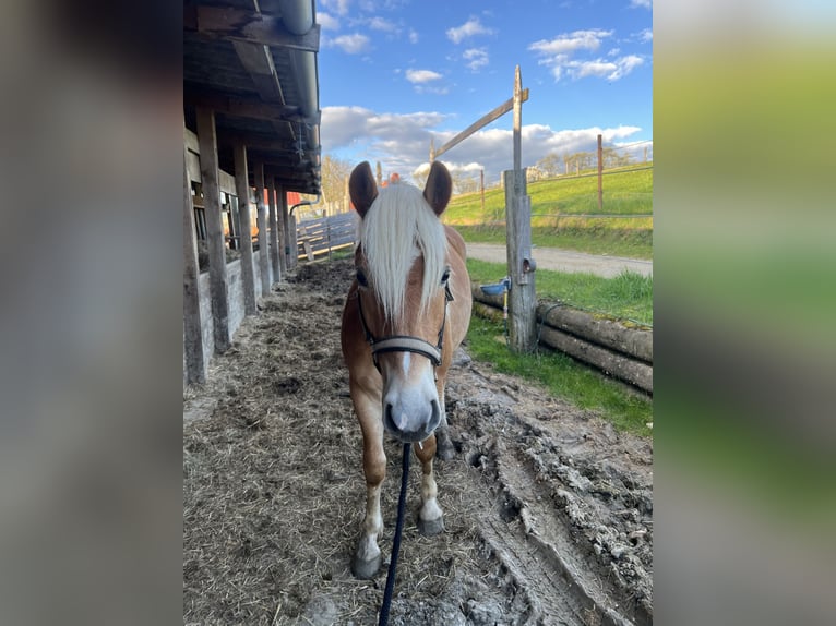 Haflinger Gelding 2 years 13,1 hh in Anthering