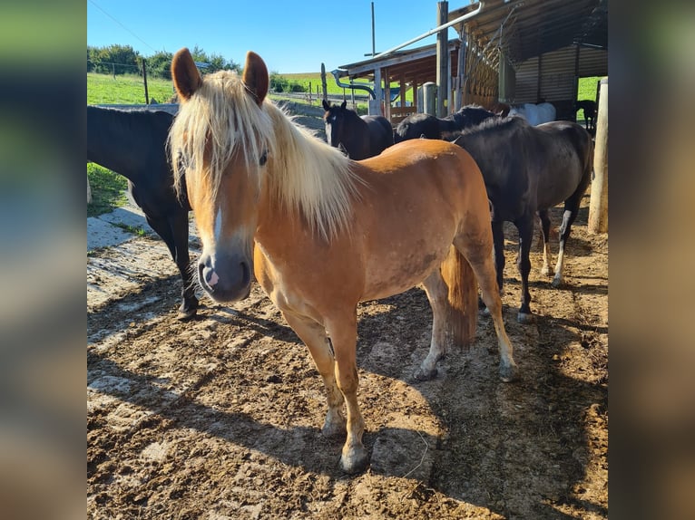 Haflinger Gelding 2 years 13,1 hh in Anthering