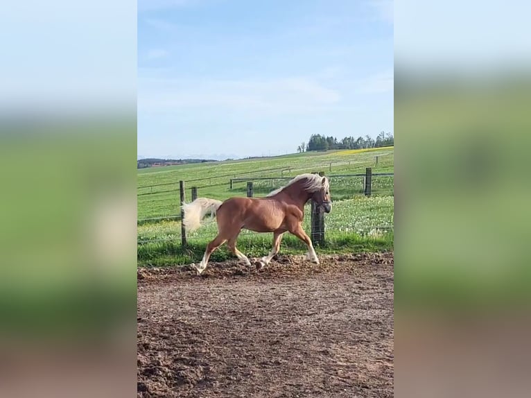 Haflinger Gelding 2 years 14,1 hh Chestnut in Ebersberg