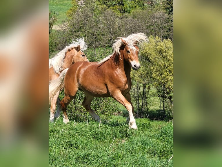 Haflinger Gelding 2 years 14,1 hh Chestnut in Ebersberg