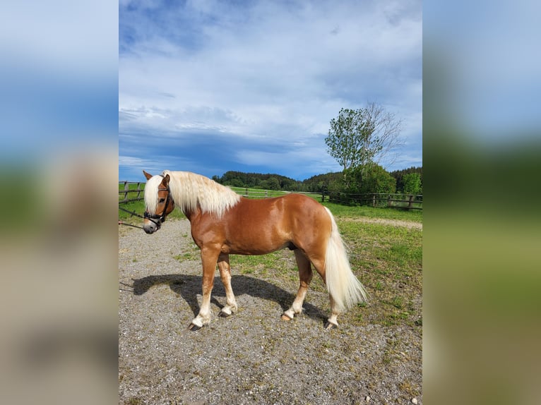 Haflinger Gelding 2 years 14,1 hh Chestnut in Ebersberg