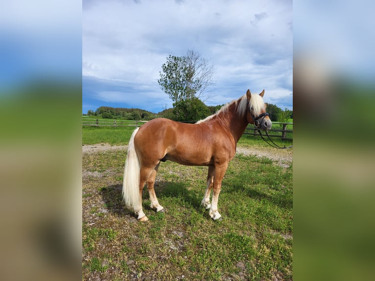 Haflinger Gelding 2 years 14,1 hh Chestnut in Ebersberg