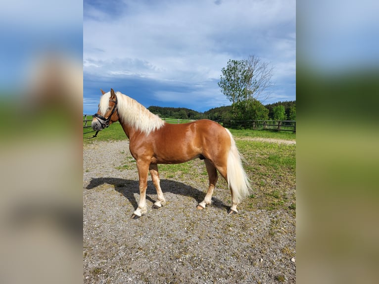 Haflinger Gelding 2 years 14,1 hh Chestnut in Ebersberg