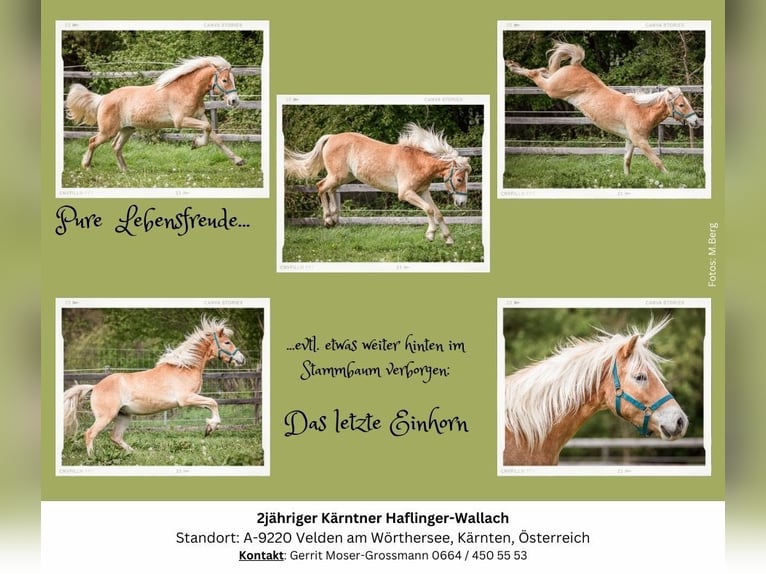 Haflinger Gelding 2 years 14,1 hh Chestnut-Red in Velden