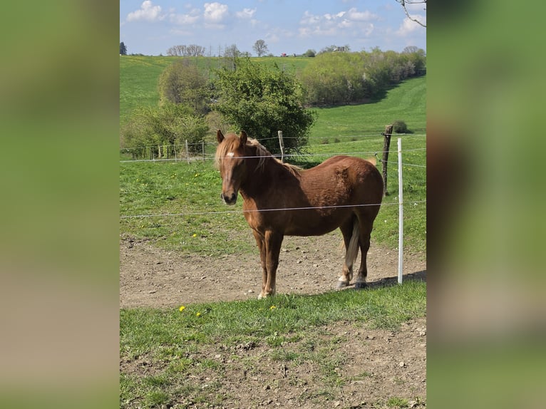 Haflinger Mix Gelding 2 years 14.1 hh Chestnut-Red in Breckerfeld