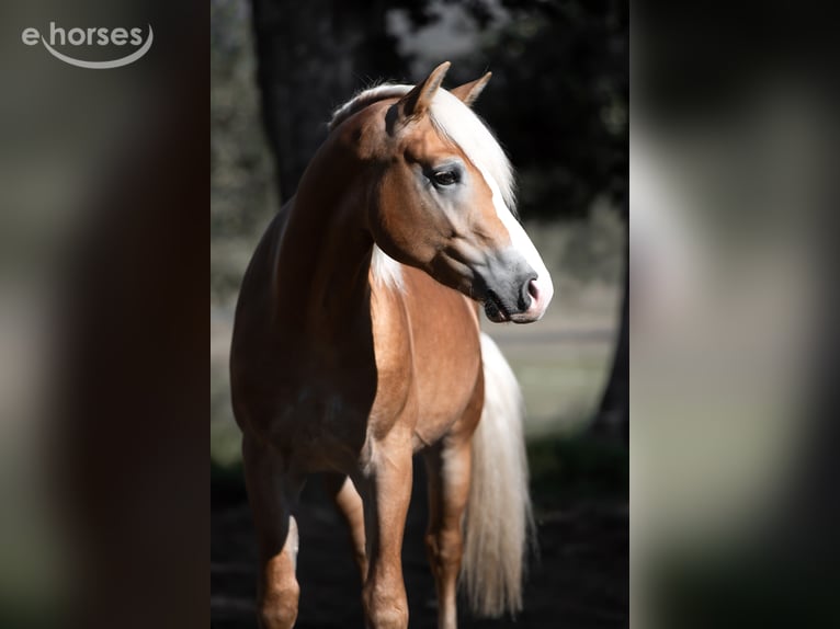 Haflinger Gelding 2 years 14.1 hh Chestnut-Red in St. Veit an der Glan