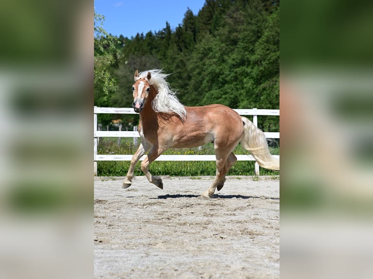 Haflinger Gelding 2 years 14.1 hh Chestnut-Red in Voitsberg