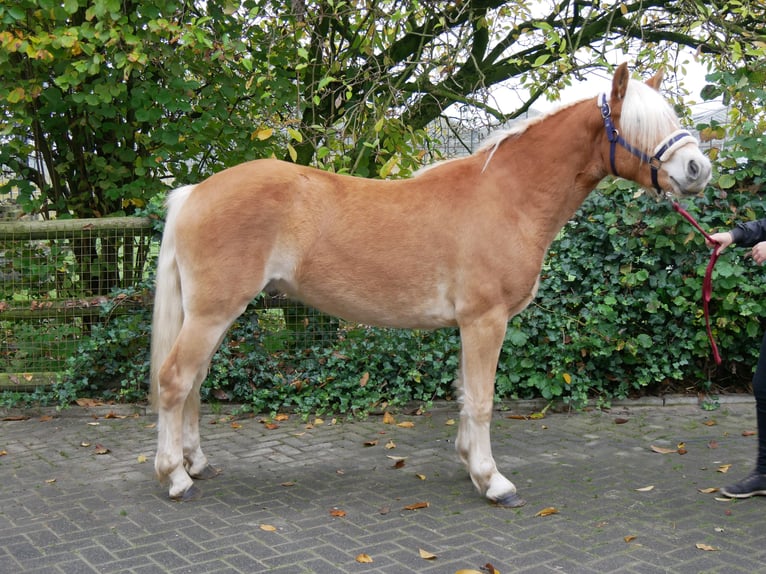 Haflinger Gelding 2 years 14,1 hh in Dorsten