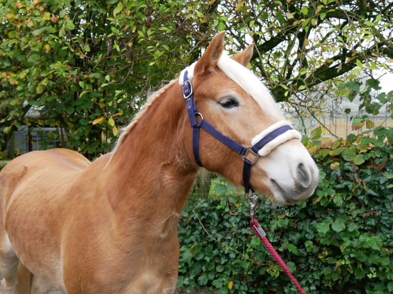 Haflinger Gelding 2 years 14,1 hh in Dorsten