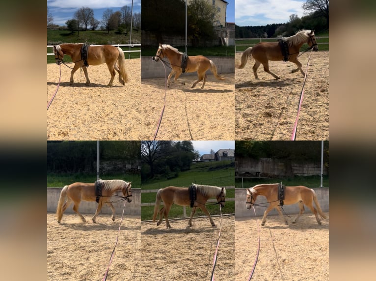 Haflinger Gelding 2 years 14.2 hh Chestnut-Red in Parsberg
