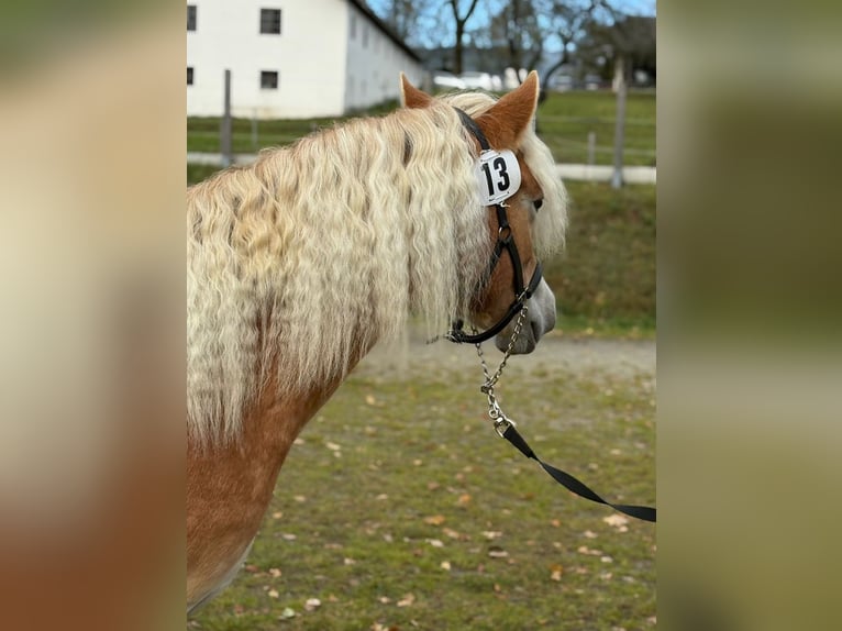Haflinger Gelding 2 years 14.2 hh Chestnut-Red in Gummern