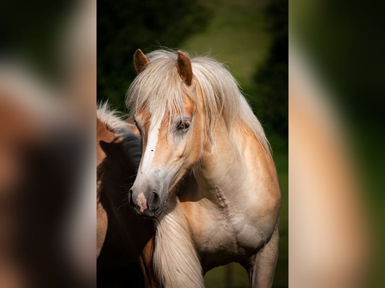 Haflinger Gelding 2 years 14.2 hh Chestnut-Red in Wuppertal