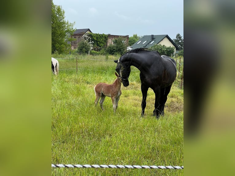 Haflinger Gelding 2 years 14.2 hh Dun in Kütten