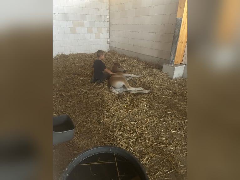Haflinger Gelding 2 years 14.2 hh Dun in Kütten